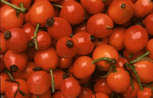 Rose hips