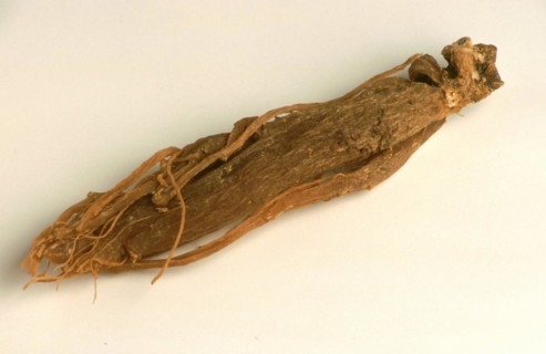 Genuine ginseng