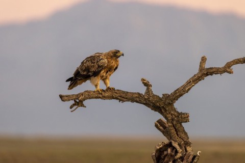 Spanish imperial eagle