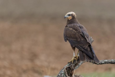 Western marsh-harrier