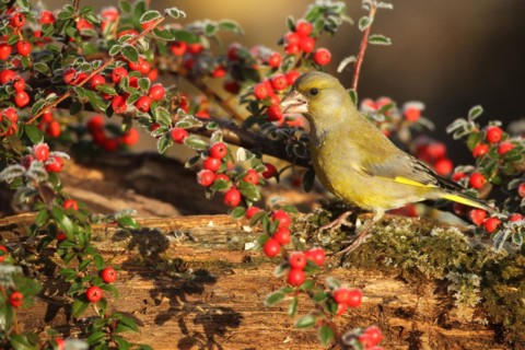 European greenfinch