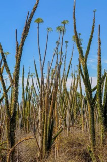 Madagascar spiny forests