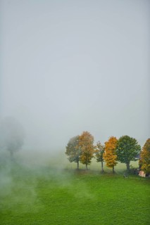 Norway maple