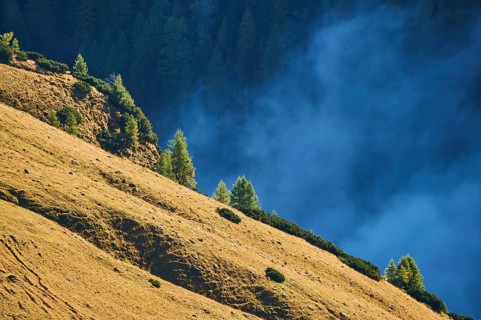 European larch