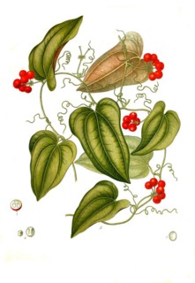 Medicinal plant