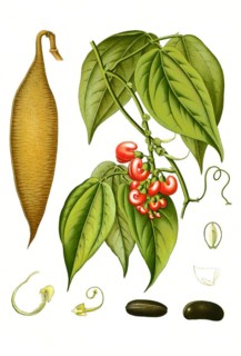 Medicinal plant