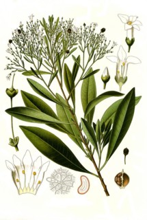Medicinal plant