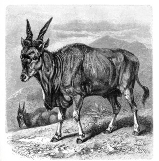 Common eland