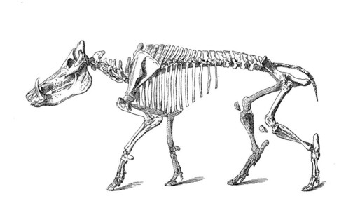 Skeleton of the wild boar