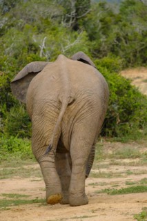 Buttock