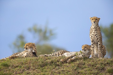 Cheetah