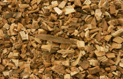 Medicinal plant