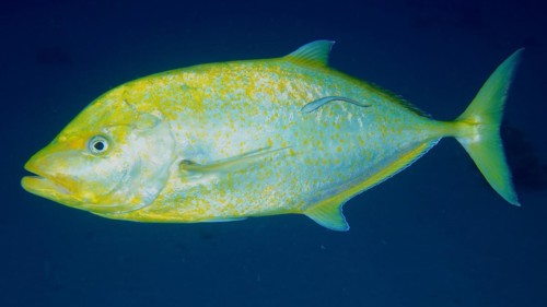 Orange-spotted trevally