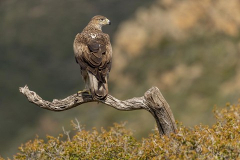 Bonellis eagle