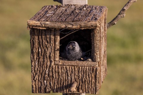 Western jackdaw