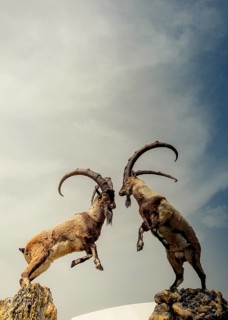 Wild brown mountain goat with two huge horns