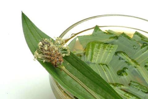Medicinal plantain