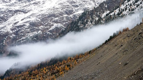 Autumn larch forest in Val Morteratsch