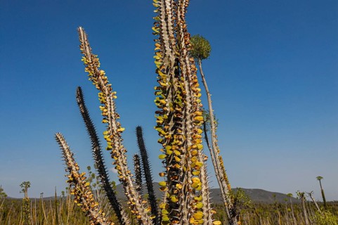 Spiny forest in the Berenty private reserve