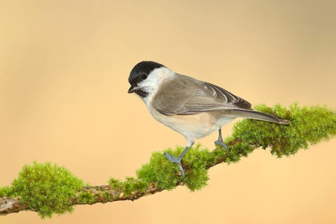 Marsh tit