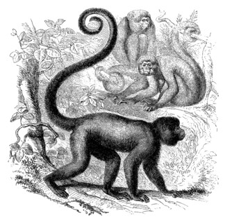 Common grey brown woolly monkey