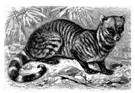 Indian civet cat