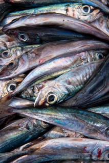 Freshly caught sardines in the fish hall