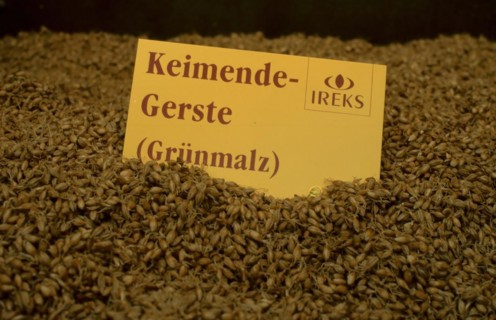 Sprouting barley