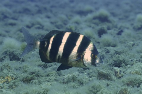 Banded seabream
