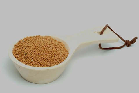 Medicinal plant White mustard