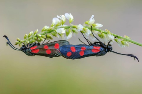 Six-spotted hemlock