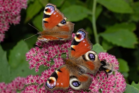 Peacock butterfly two moths with open wings sitting on red flowers left looking