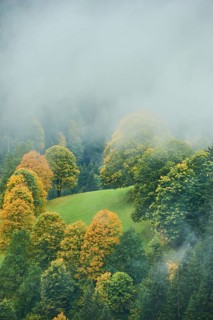 Norway maple