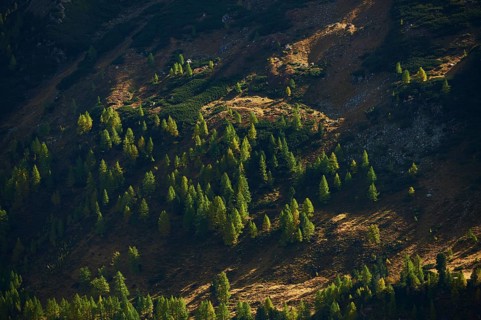 European larch