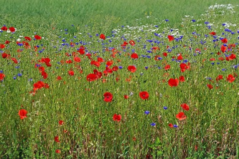 Blooming poppies