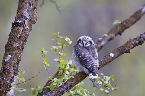 Northern hawk owl