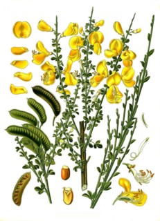 Medicinal plant