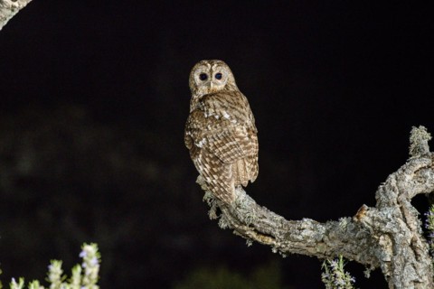 Tawny owl