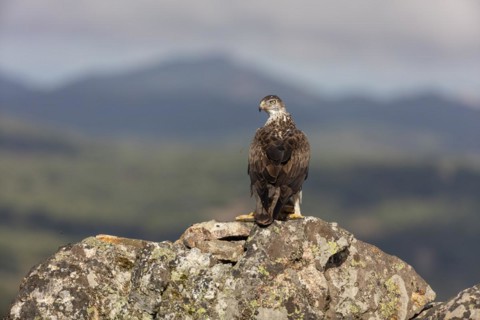 Bonellis eagle