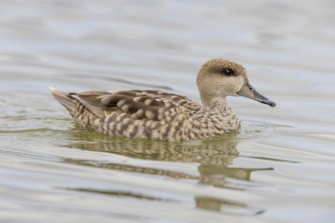 Marbled Duck