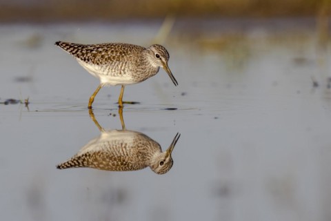 Wood Sandpiper