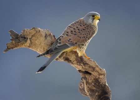 Common kestrel
