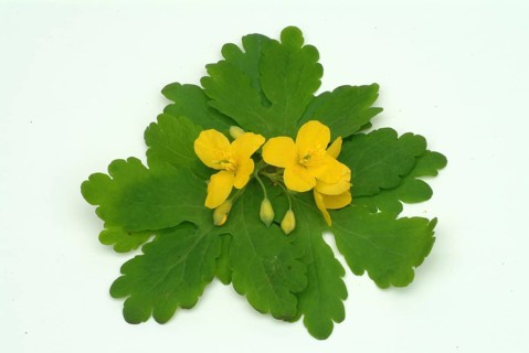 Medicinal plant greater celandine
