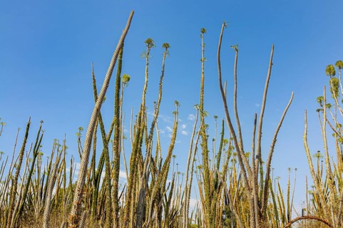 Madagascar spiny forests