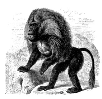 Djelada or gelada baboon