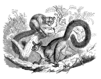 Brown greater galago