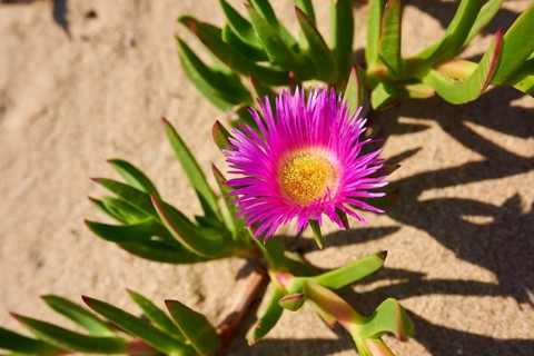Hottentot-fig
