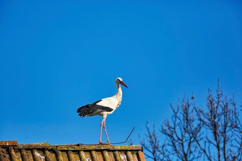 White stork