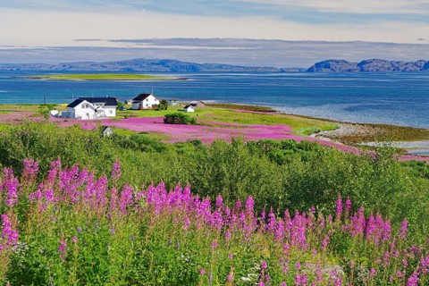 Narrow-leaved willowherbs cover the ground in bloom and in huge quantities