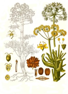 Medicinal plant